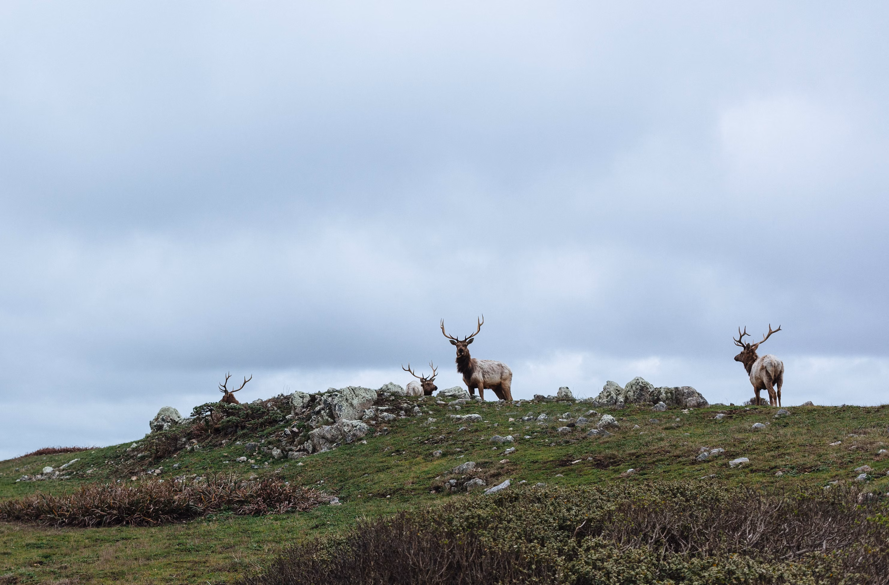 Caribou: Nomads of the North