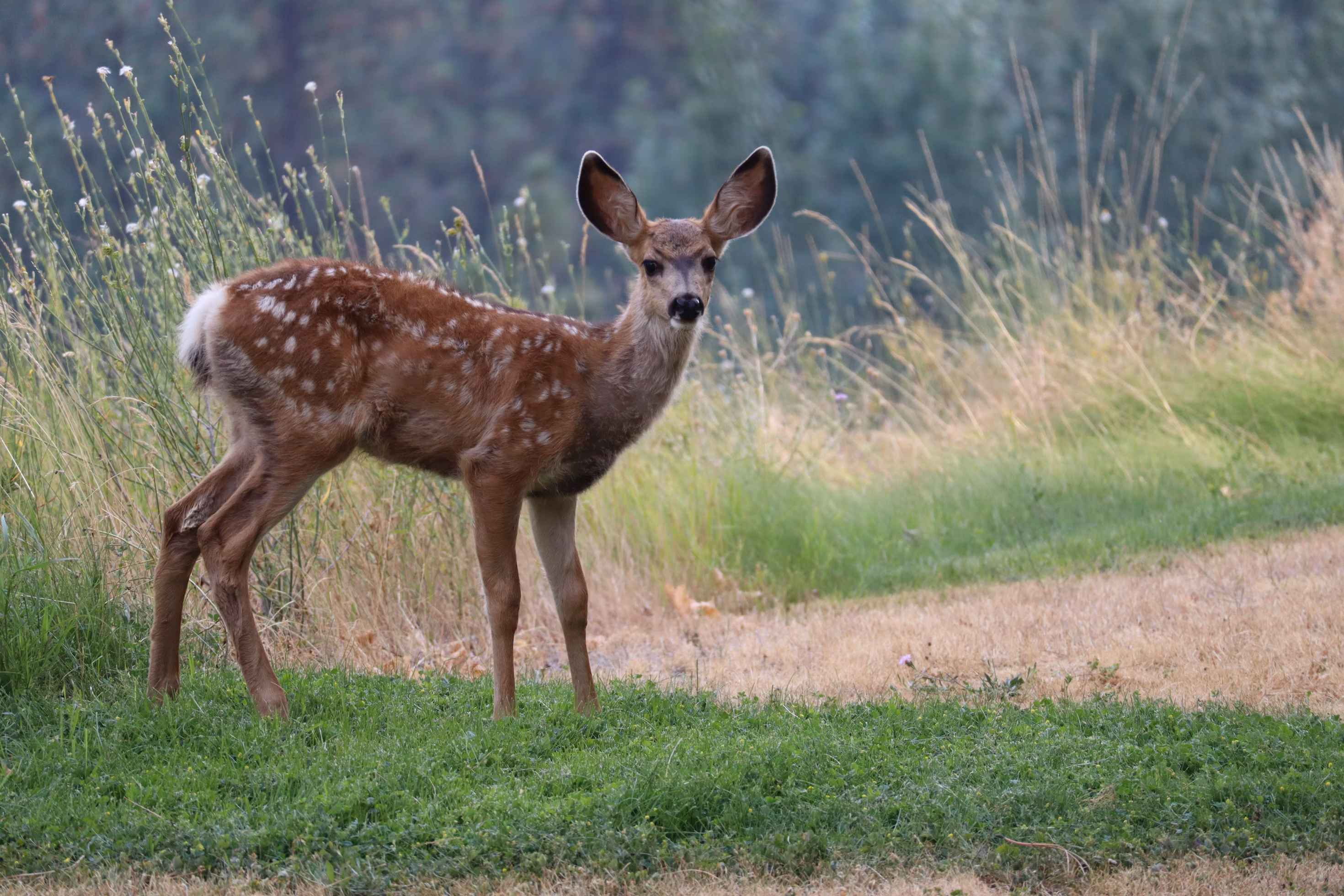 Deer: Graceful Inhabitants of the Woods