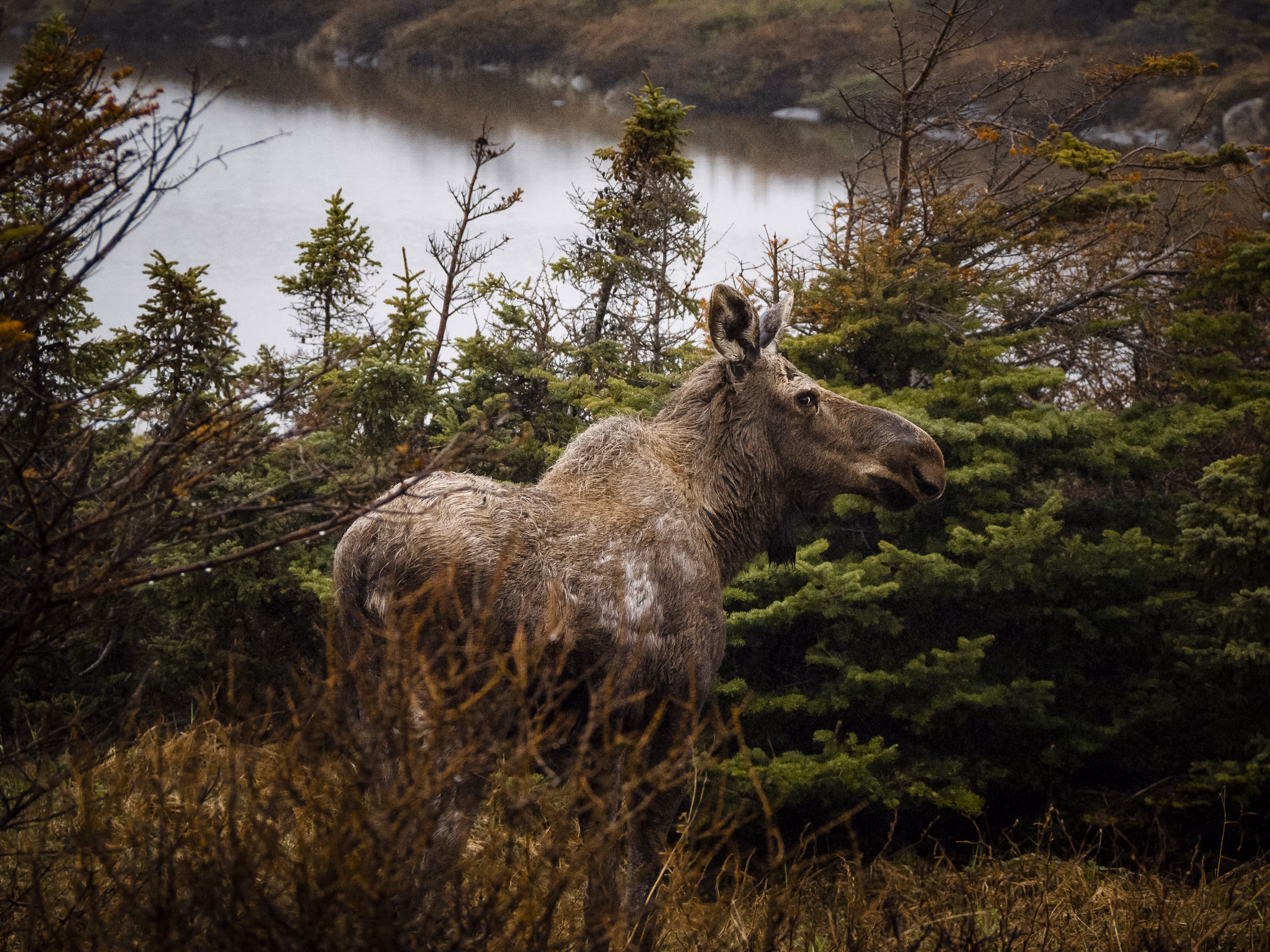 Eastern Moose: The Elusive Forest Dwellers