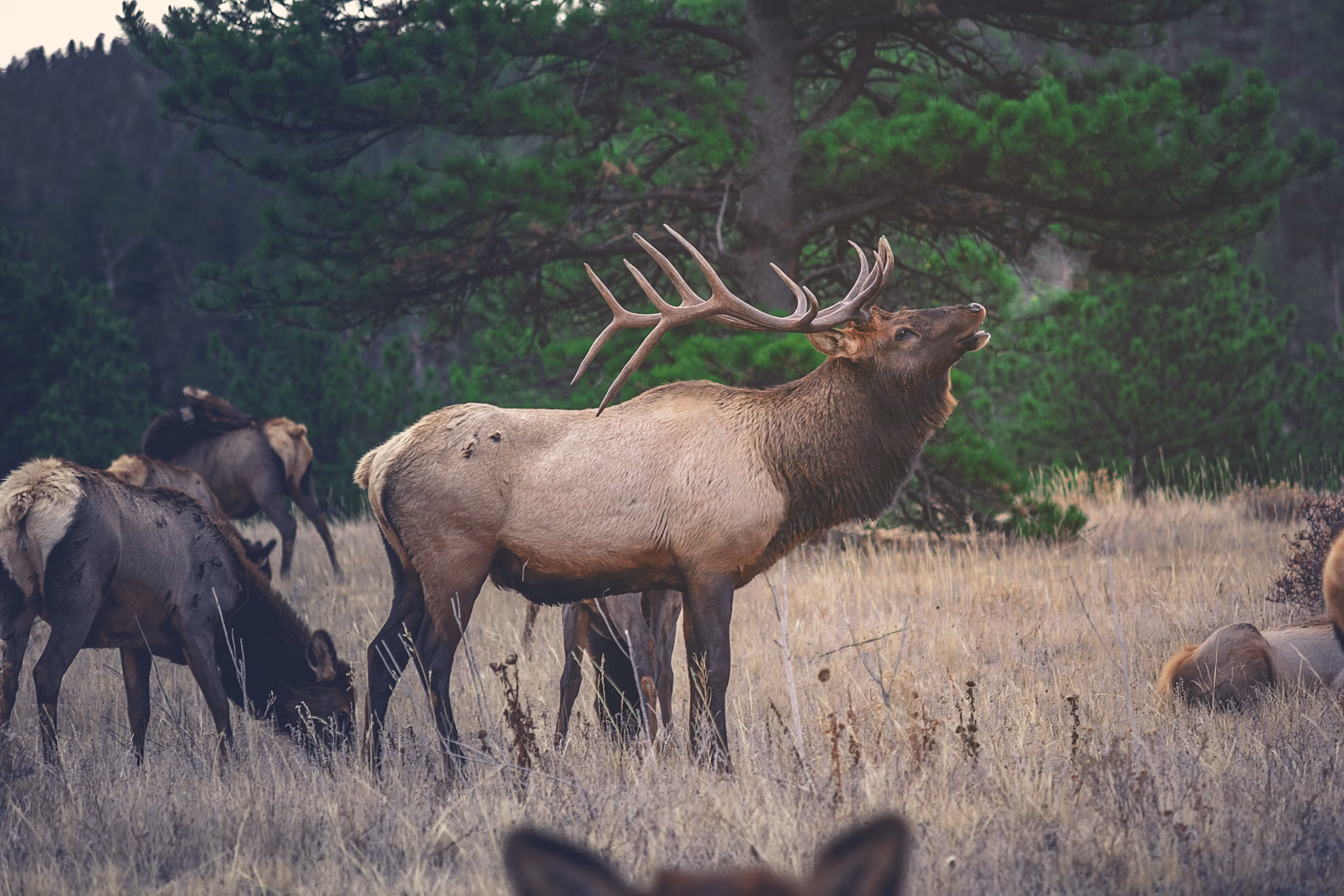 Elk: The Majestic Wanderers