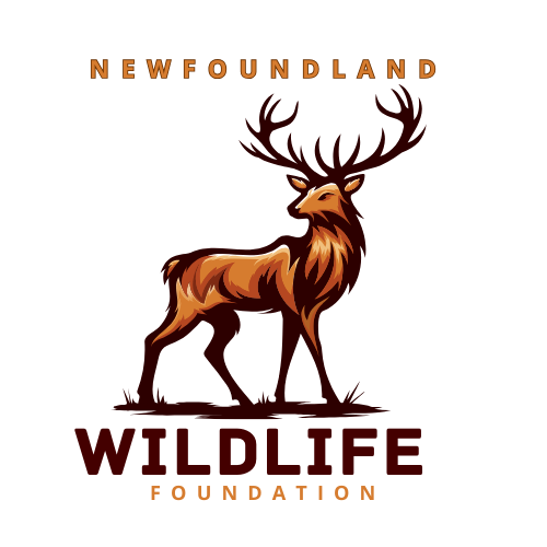 Newfoundland Wildlife Foundation